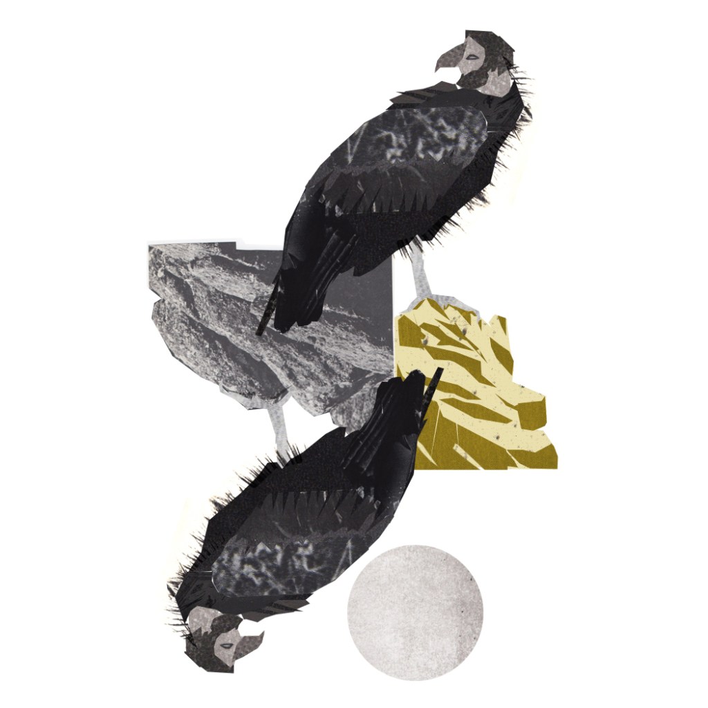 An illustration in a collage style of 2 California Condors, in mirror image to one another. The condors have almost human faces. They are perched on rocks looking out to the side, one of them looks out onto a full moon.